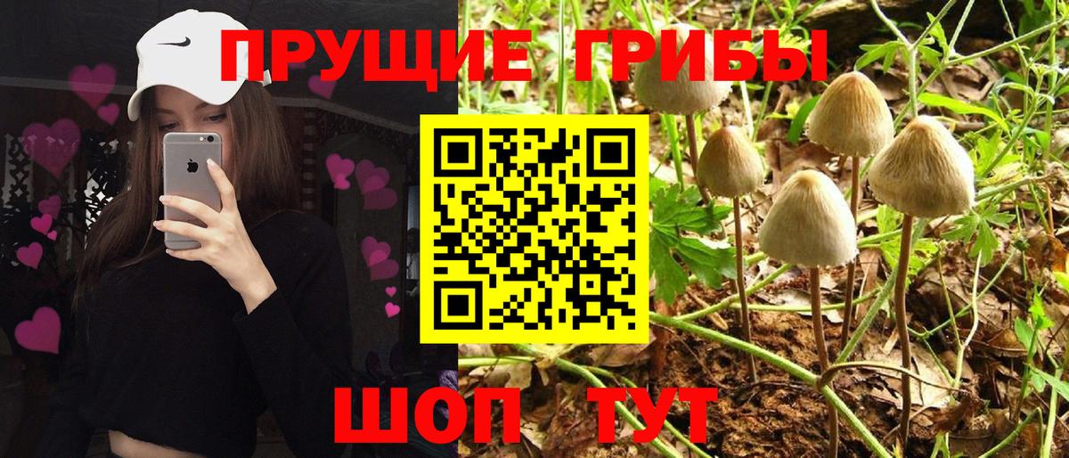 Осинники  Псилоцибиновые грибы мухоморы  Вход с VPN 